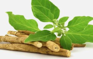Ashwagandha Plant Benefits