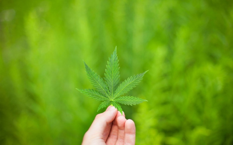 cannabis on a blurred background
