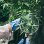 Utah Bill Offers a Glimpse into Medical Cannabis Discrimination